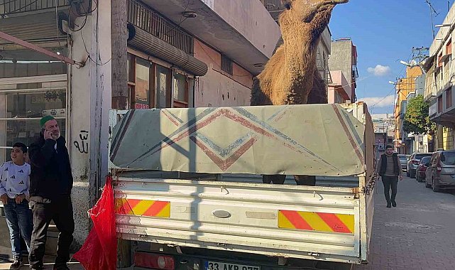 Adana'da deve kesilmekten son anda kurtarıldı