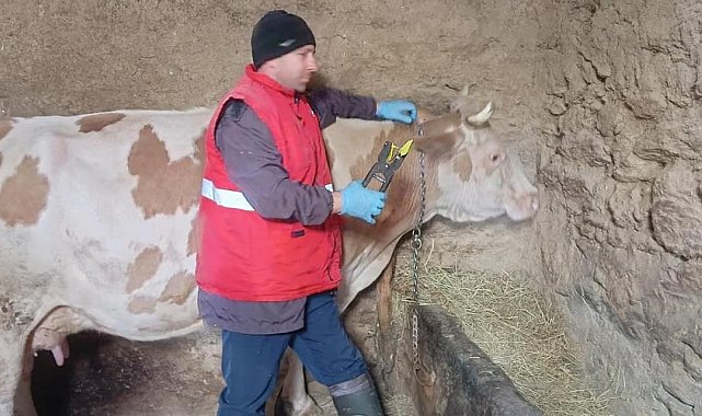 Afyonkarahisar'da şap aşılaması devam ediyor