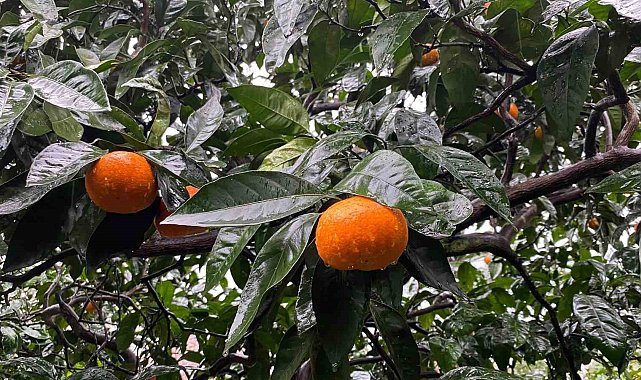 Artvin'in Kemalpaşa ilçesinde üretilen mandalinalar lezzeti ve iriliği ile dikkat çekiyor