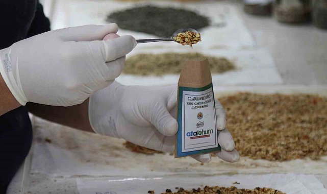 Ata tohumlar, Atakum'dan geleceğe taşınıyor