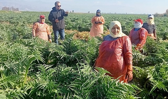 Aydın'ın sembol ürünü enginarların gelişimi kontrol edildi