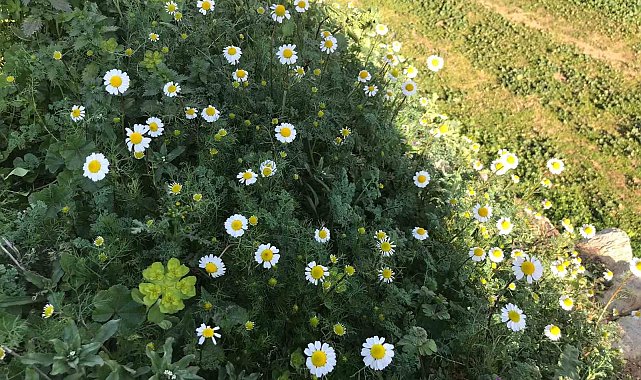 Bahar havasının yaşandığı Sarıgöl'de papatyalar açtı