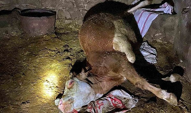 Batman'da ahır yangını: 1 inek telef oldu