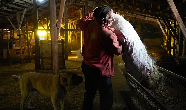 Bayburt'taki besici eksi 25 derecede hayvancılık işini severek yapıyor sürüsüne gözü gibi bakıyor
