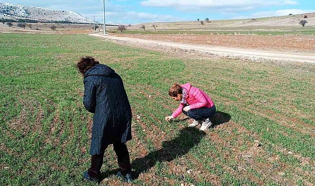 Bayramgazi köyünde hububat ekili alanlar incelendi