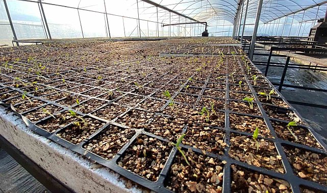 Belediyeden atalık tohum ekimi