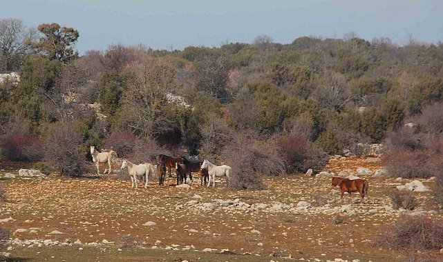 Beyşehir Gölü'nde yabani atların yaşam sürdüğü ada ilgi odağı oldu