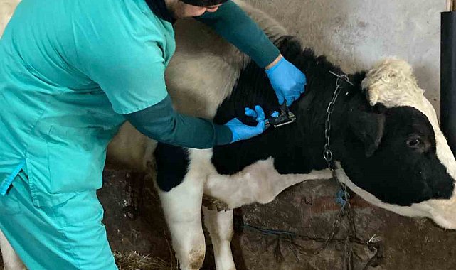 Beyşehir'de hayvan hastalıklarıyla mücadele çalışmaları sürüyor