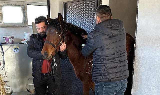 Beyşehir'de rahvan atlara sağlık taraması