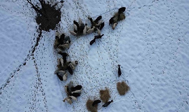 Beytüşşebap'ta hayvanlar kar üstünde yemleniyor