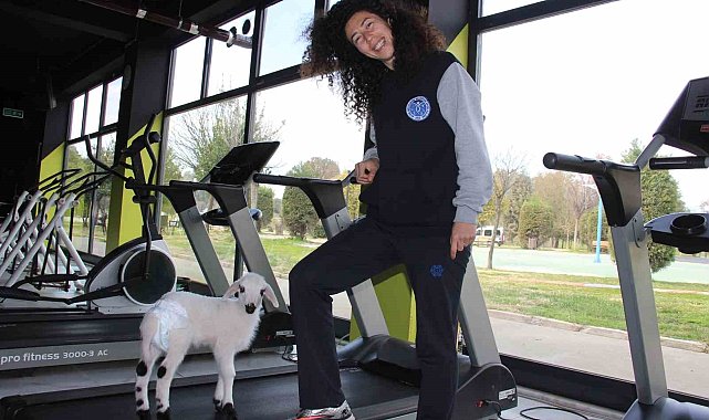 Bildiğiniz tüm kuzuları unutun: Bu kuzu koşu bandında yürüyüp, spor yapıyor