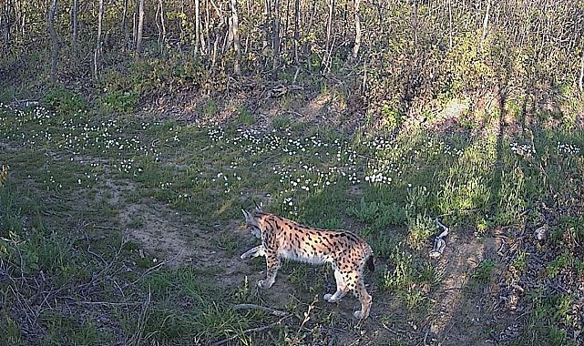 Bingöl'de 2023 yılındaki yaban hayatı fotokapanlara yansıdı