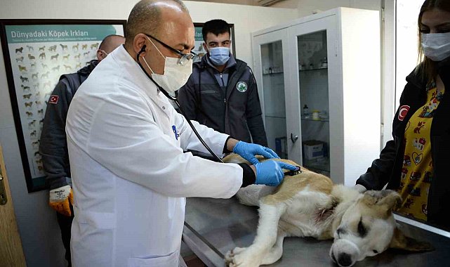 Boynunu jiletli telin kestiği köpek sağlığına kavuştu