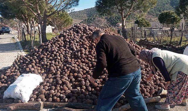 Burhaniye'de kozalak hasadı tamamlandı