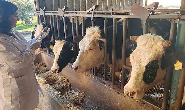 Çanakkale'de 205 bin büyükbaş hayvan şap hastalığına karşı aşılanacak