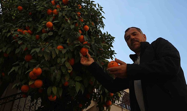 Çocuk seslerinin yerini iş makinesi seslerinin aldığı enkaz kentte, evlerin bahçelerindeki narenciyeler dallarda kaldı