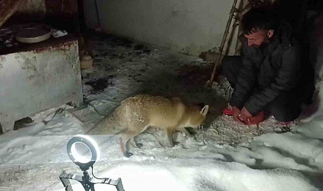 Dağların Oğlu'nun tilki ile dostluğu gülümsetiyor