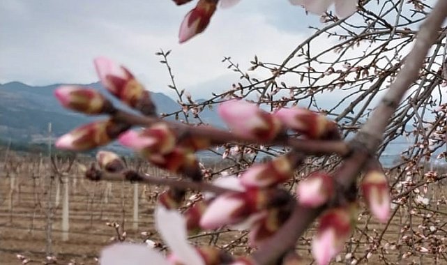 Denizli'de Şubat ayında ağaçlar çiçek açtı
