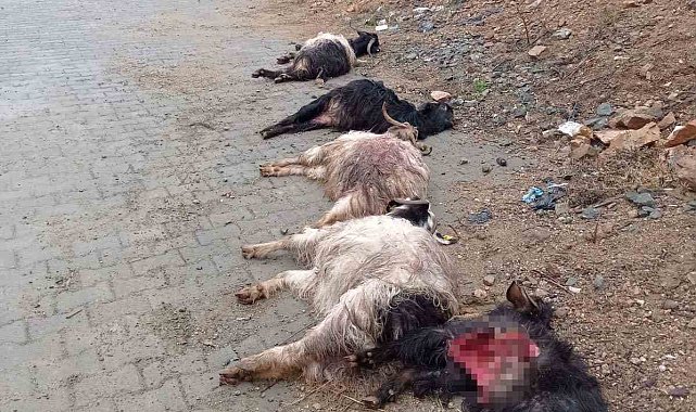 Diyarbakır'da sokak köpekleri 15 keçiyi telef etti
