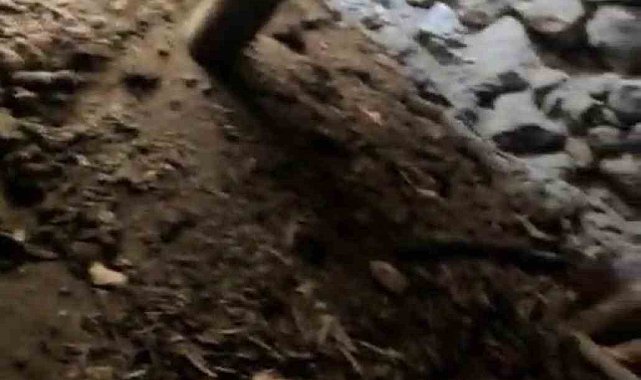 Eğil'de kerpiç ahırın tavanı çökmesi sonucu 3 keçi telef oldu