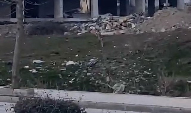 Elazığ'da aç kalan tilki şehir merkezine indi