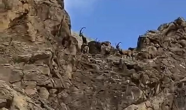 Elazığ'da dağ keçileri sürü halinde görüntülendi