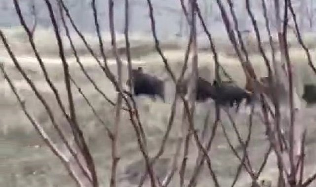 Elazığ'da domuz sürüsü görüntülendi