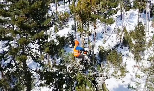 Emet'te ormanın sincapları iş başında
