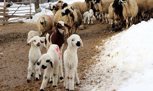 Erzincan&#039;da besicilerin &#039;kuzu&#039; mesaisi