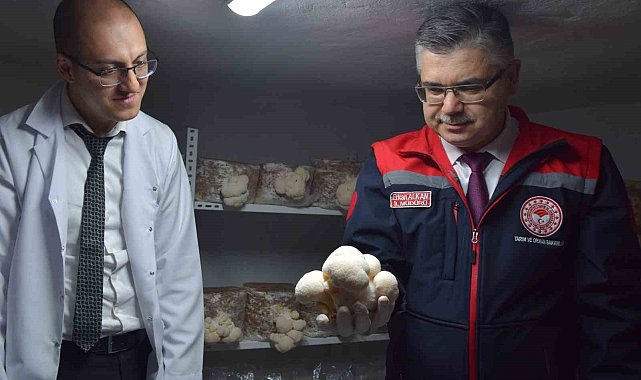 Evin bodrumunda aslan yelesi mantarı üretiyor