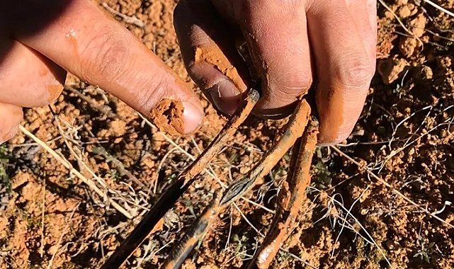 Fareler güneş tarlalarına zarar verdi