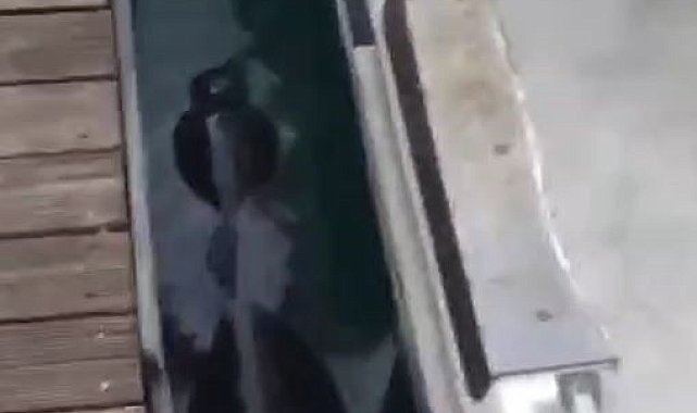 Fethiye'de nesli tehlikedeki Akdeniz Foku görüldü