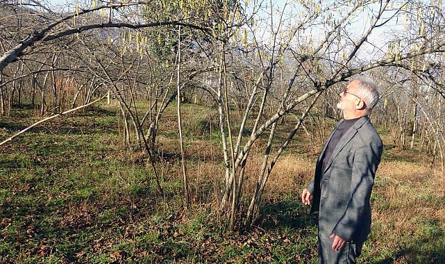 Fındıkta zirai don riski, serbest piyasada fındık fiyatını yükseltti