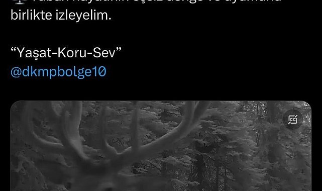 Fotokapanlara yansıyan yaban hayvanlarının eşsiz uyumu