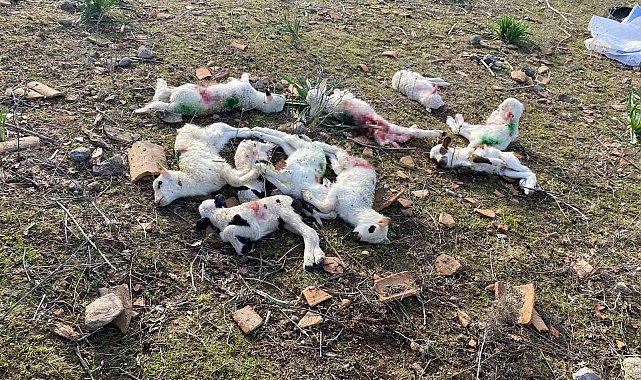 Gökçeada'da sokak köpekleri ağıla saldırdı, kuzuları telef etti