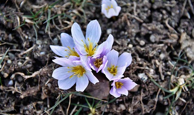 Gümüşhane'de kardelenler baharın müjdesini verdi