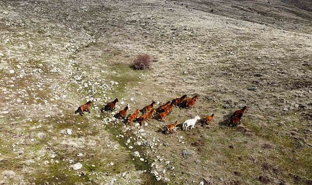 Güneşi gören yılkı atları indikleri yaylarda havadan görüntülendi