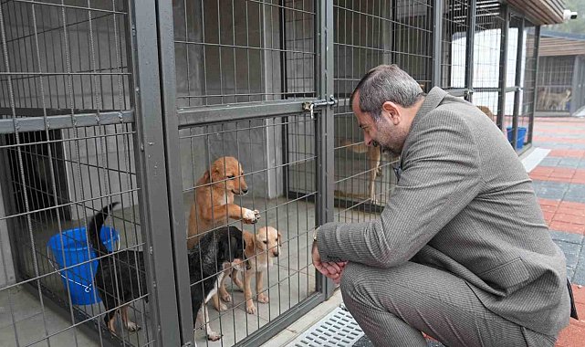 Gürsu Belediyesi 3 ayda 860 sokak hayvanına şifa dağıttı