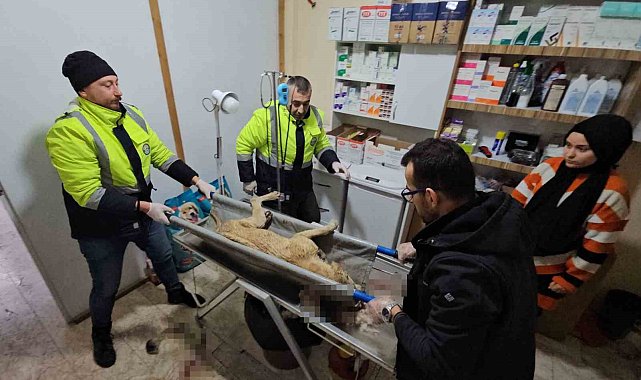 İki sokak köpeğini silahla yaralayan şahıs yakalandı