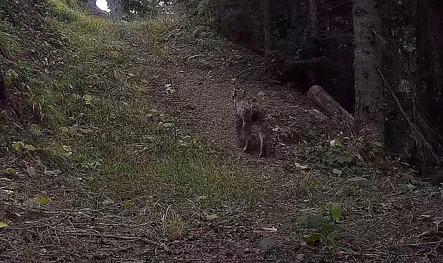 Ilgaz Dağı Milli Parkındaki yaban hayatı zenginliği fotokapanlara yansıdı