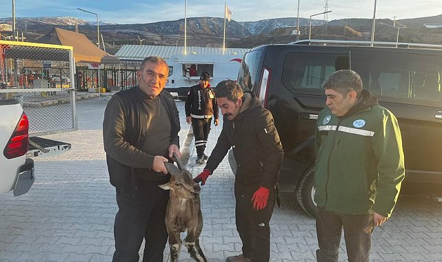İliç'te yaralı dağ keçisi DKMP ekiplerine teslim edildi