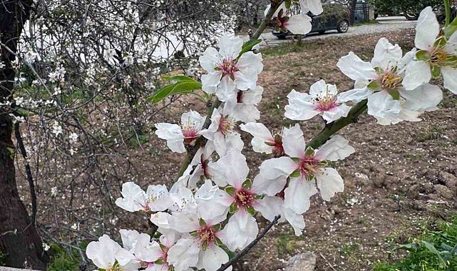 İlk cemre havaya düştü