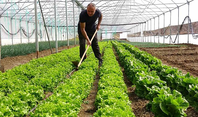 İnşaat işiyle uğraşıyordu, oğlunun tavsiyesi ile sera kurup üretime başladı