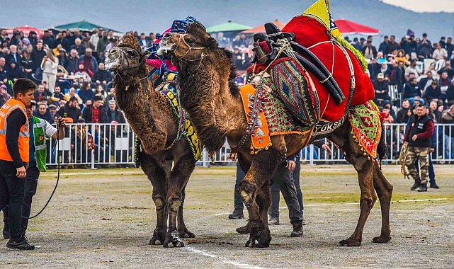 İzmir'de deve güreşi festivaline yoğun ilgi