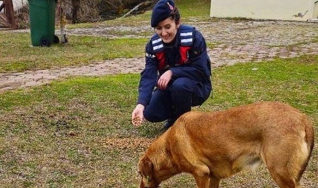 Jandarma ekipleri sokak hayvanlarına sahip çıktı