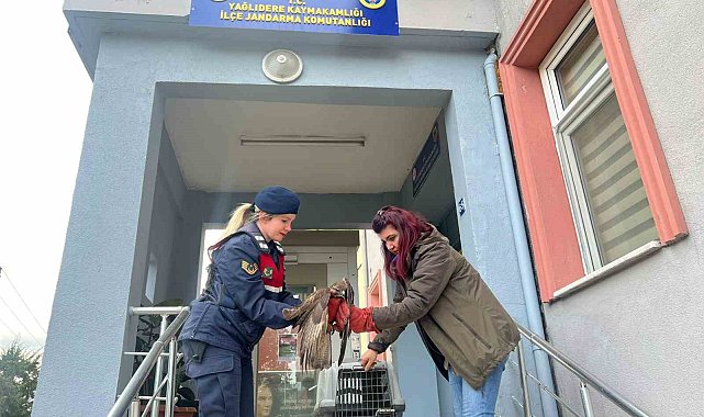 Jandarmanın bitkin halde bulduğu şahin koruma altına alındı
