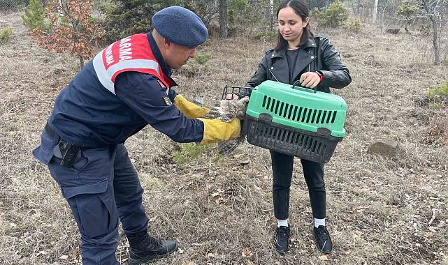 Jandarmanın bulduğu yaralı baykuş tedaviye alındı
