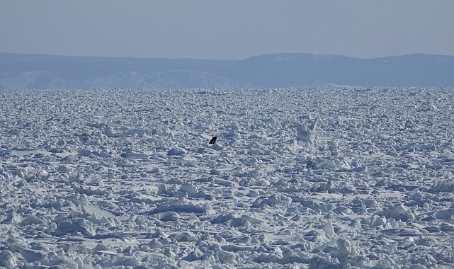 Japonya'da katil balinalar buz kütlesine sıkıştı