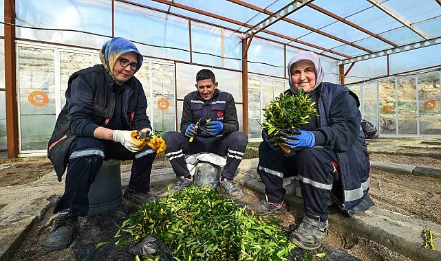 Karesi Belediyesi kendi çiçeklerini üretiyor
