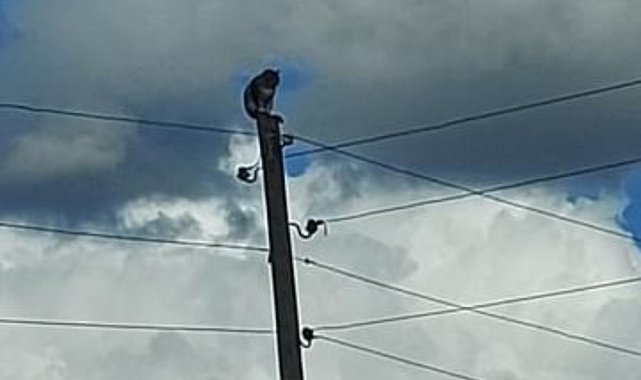 Kars'ta direkte mahsur kalan kedi kurtarıldı